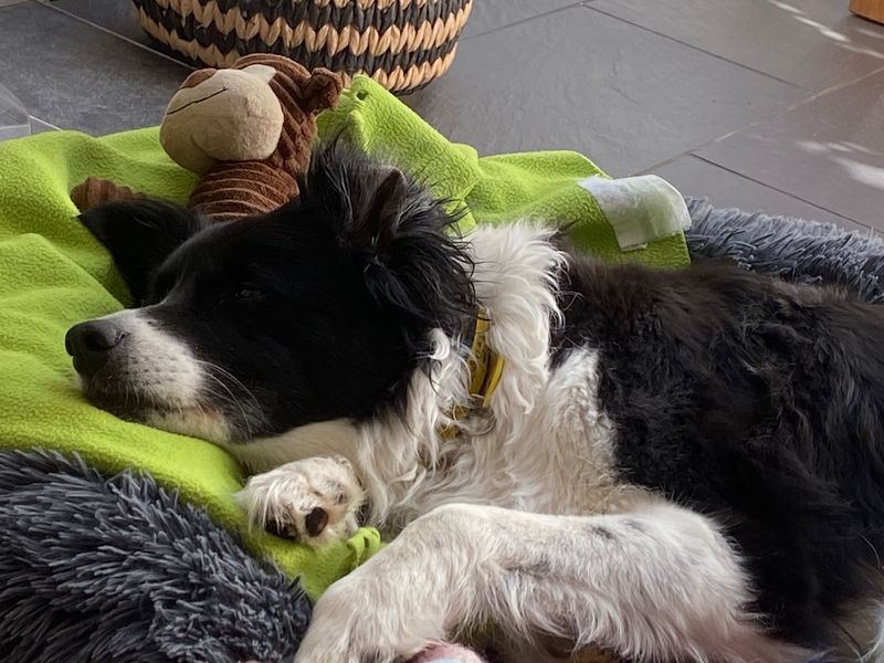 Border Collie for adoption in Newton Tony, Wiltshire – 9 years old - Image 3 of 3