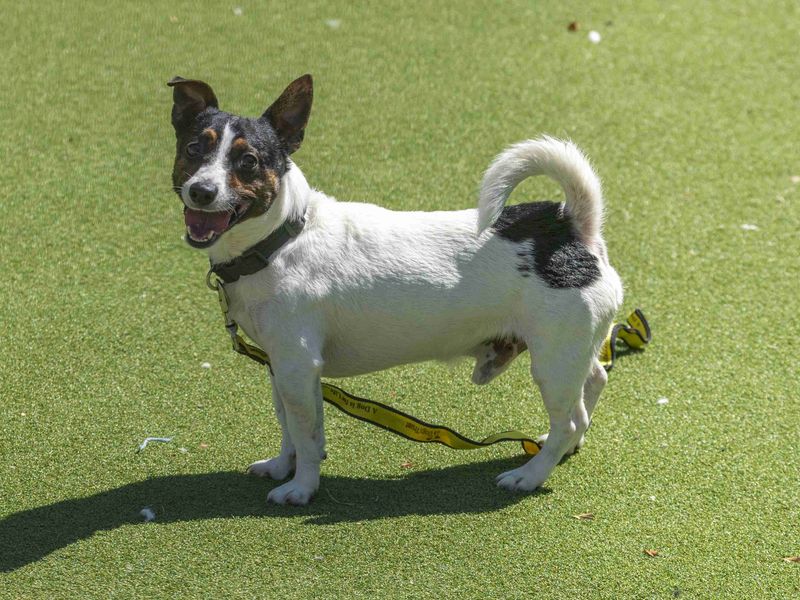 Jack Russell for adoption in Wymeswold, Leicestershire – 5 years old - Image 2 of 2