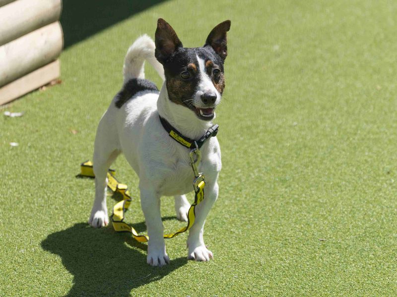 Jack Russell for adoption in Wymeswold, Leicestershire – 5 years old