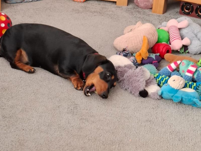Dachshund for adoption in Wymeswold, Leicestershire – 2 years old