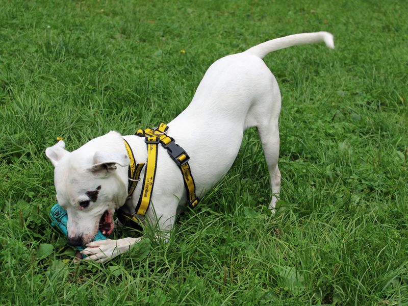 Staffordshire Bull Terrier for adoption in Liverpool, Merseyside – 5 years old - Image 3 of 3