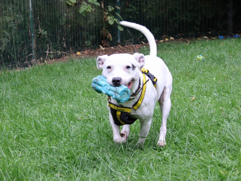 Staffordshire Bull Terrier for adoption in Liverpool, Merseyside – 5 years old