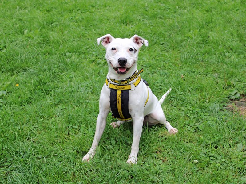 Staffordshire Bull Terrier for adoption in Liverpool, Merseyside – 5 years old - Image 2 of 3