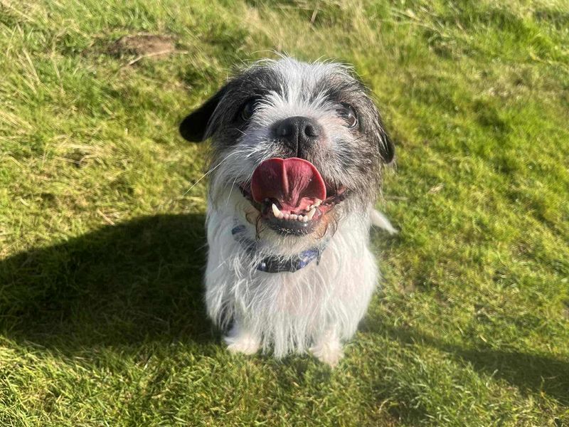 Shih Tzu for adoption in Leeds, Yorkshire – 1 year old
