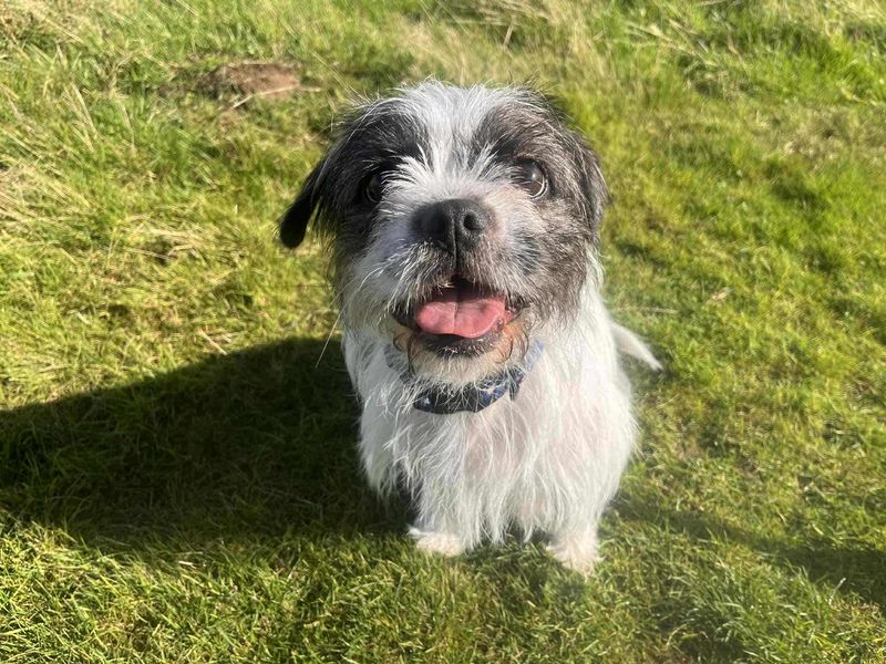 Aurora | French Bulldog Cross | Leeds - 1