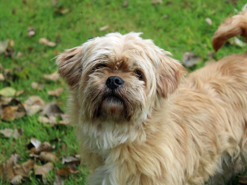 Nala | Crossbreed | Merseyside (Liverpool) - 1