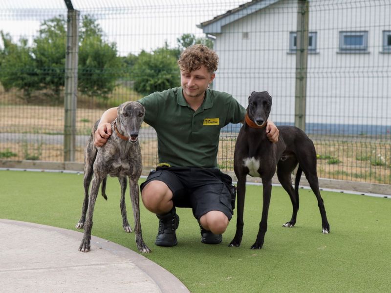Greyhound for adoption in Evesham, Worcestershire – 3 years old