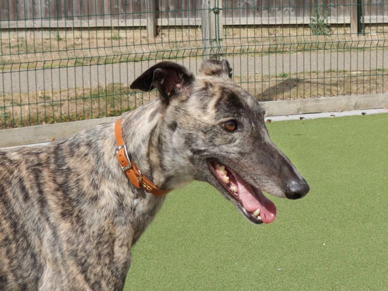 Greyhound for adoption in Evesham, Worcestershire – 3 years old - Image 4 of 5