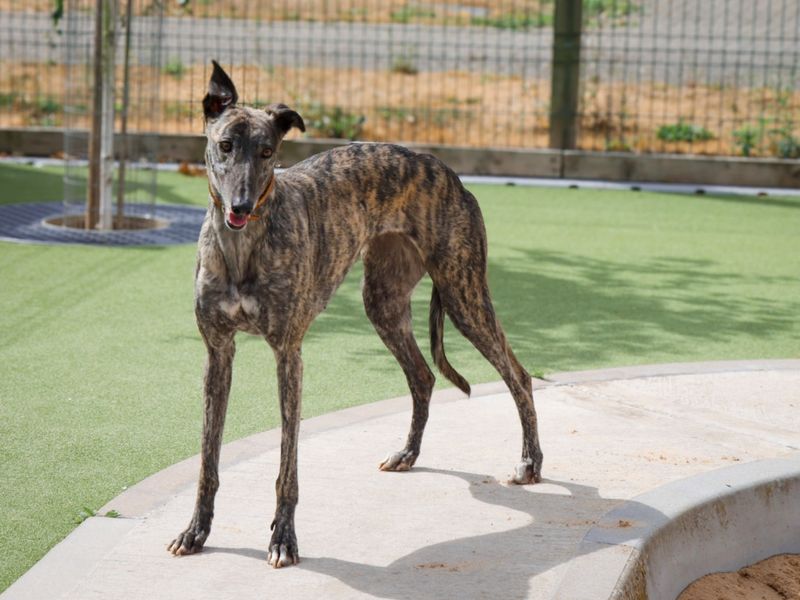 Greyhound for adoption in Evesham, Worcestershire – 3 years old - Image 5 of 5