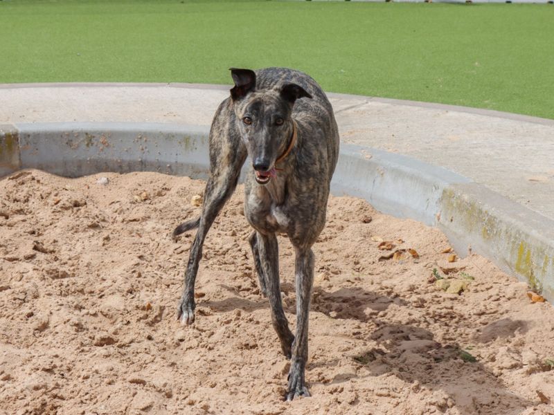 Greyhound for adoption in Evesham, Worcestershire – 3 years old - Image 2 of 5
