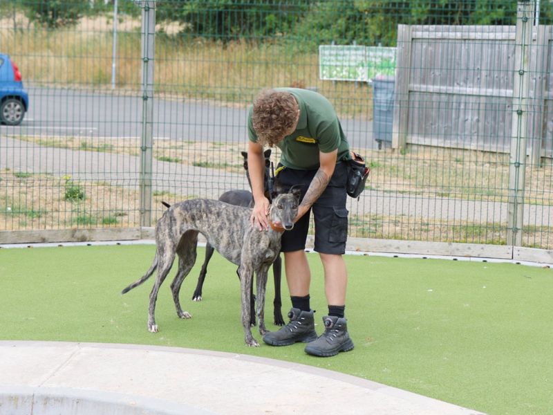 Greyhound for adoption in Evesham, Worcestershire – 3 years old - Image 3 of 5