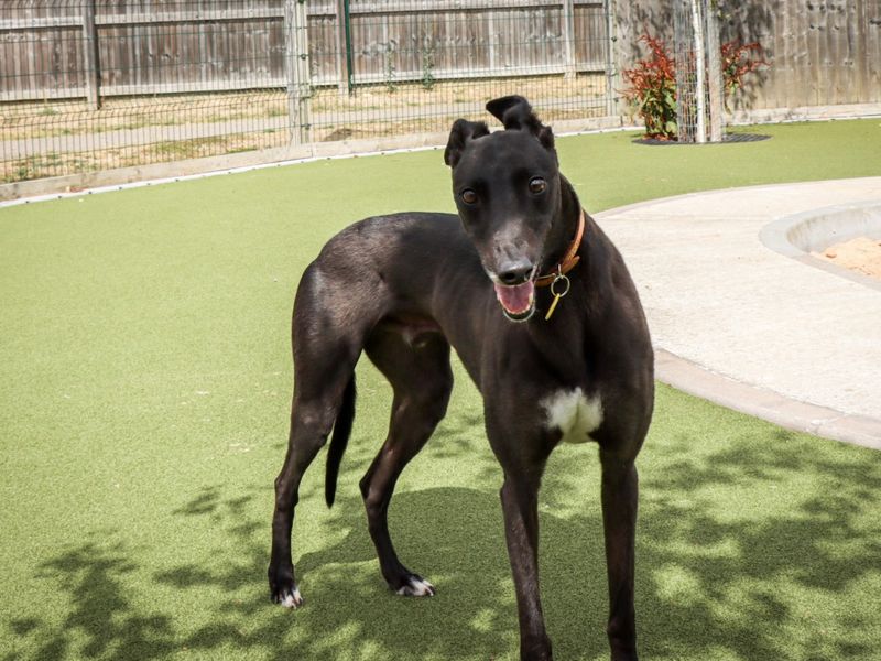 Greyhound for adoption in Evesham, Worcestershire – 3 years old - Image 4 of 5