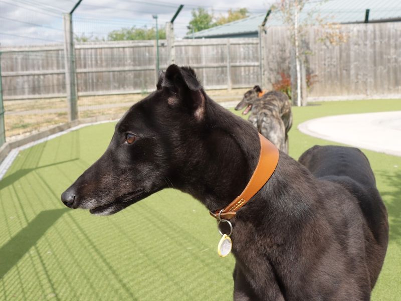 Greyhound for adoption in Evesham, Worcestershire – 3 years old - Image 5 of 5