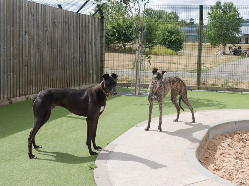 Greyhound for adoption in Evesham, Worcestershire – 3 years old