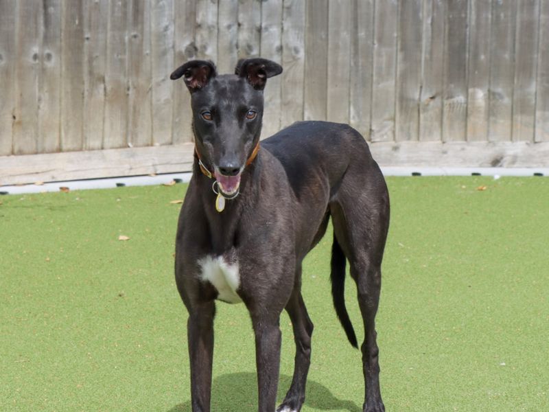 Greyhound for adoption in Evesham, Worcestershire – 3 years old - Image 3 of 5