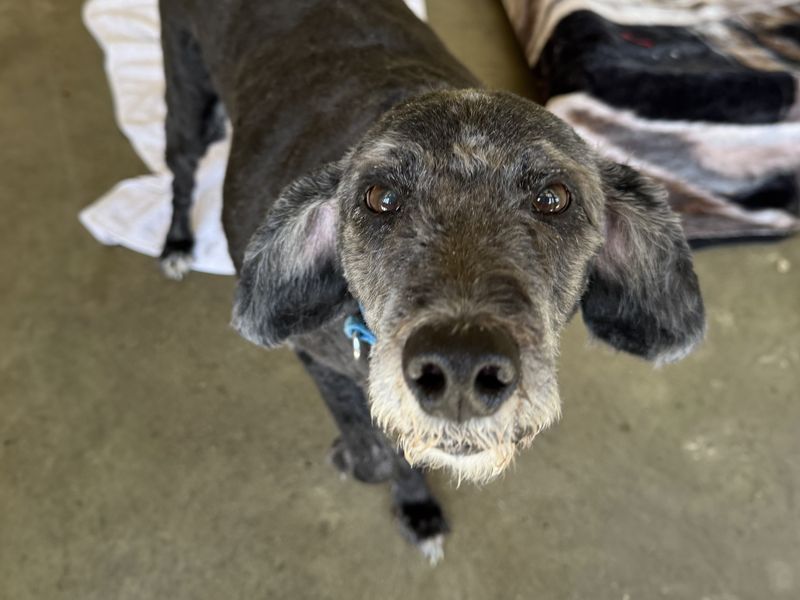 Duster | Terrier (Bedlington) Cross | Basildon (Essex) - 1