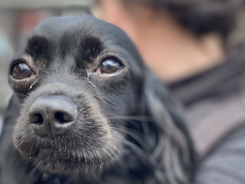 Cocker Spaniel for adoption in , – 1 year old - Image 4 of 4