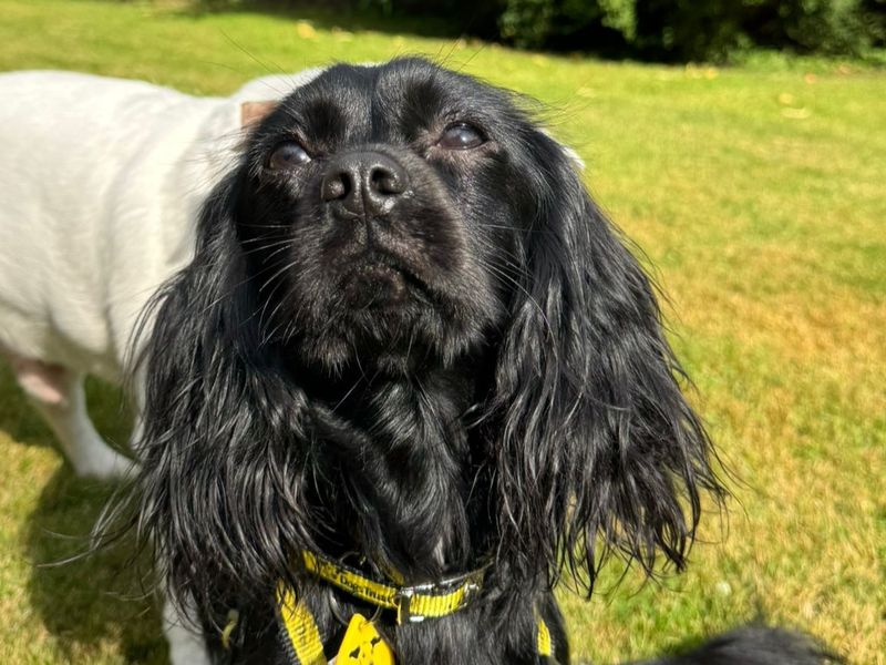 Cocker Spaniel for adoption in , – 11 months old