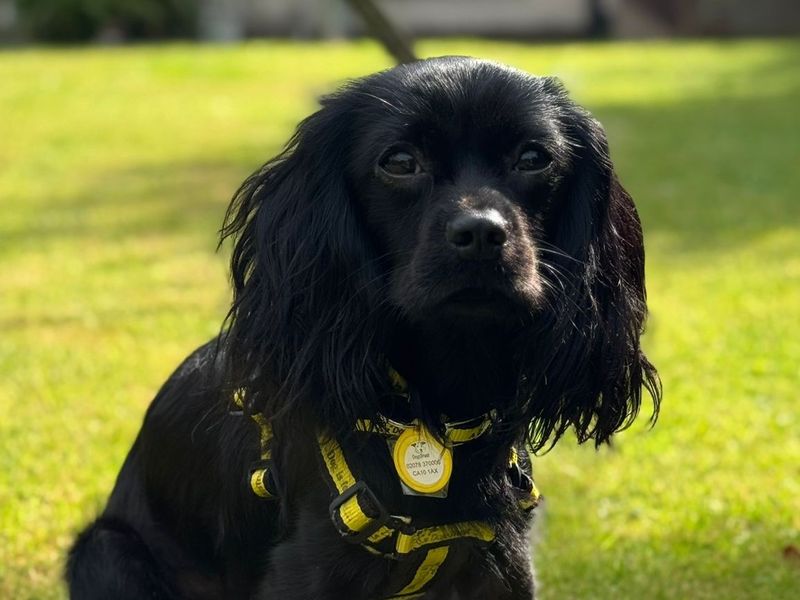Cavalier King Charles Spaniel for adoption in West Calder, West Lothian – 11 months old