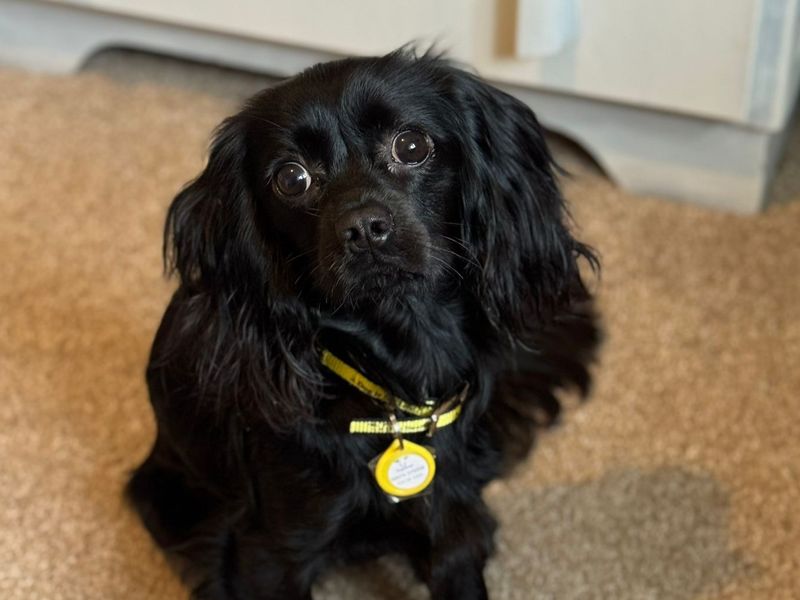 Cavalier King Charles Spaniel for adoption in West Calder, West Lothian – 11 months old - Image 2 of 2