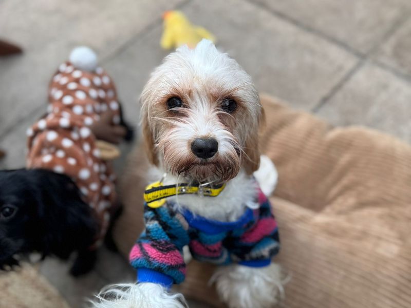 Lily | Spaniel (Cavalier King Charles) | Cumbria rehoming - 1