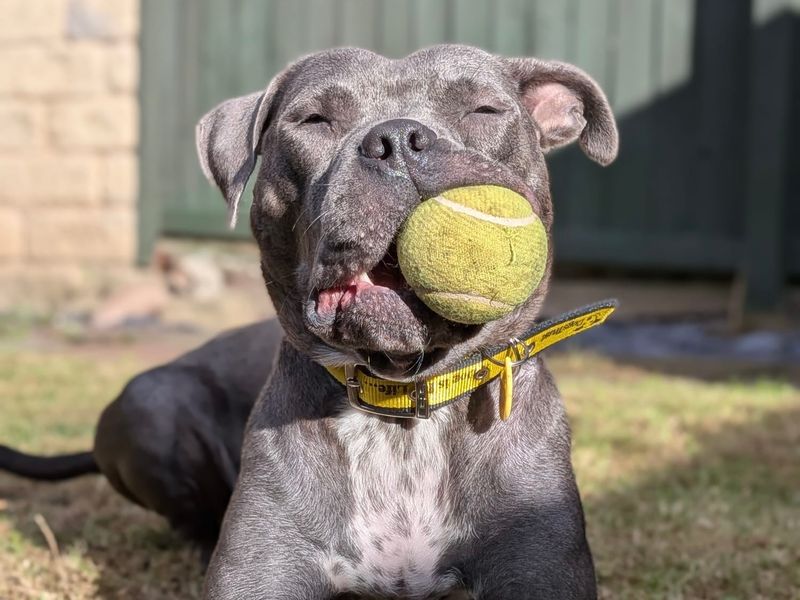 Staffordshire Bull Terrier for adoption in Sadberge, Co Durham – 2 years old - Image 4 of 4