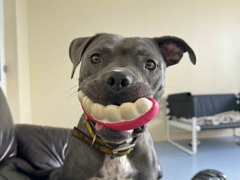 Staffordshire Bull Terrier for adoption in Sadberge, Co Durham – 2 years old