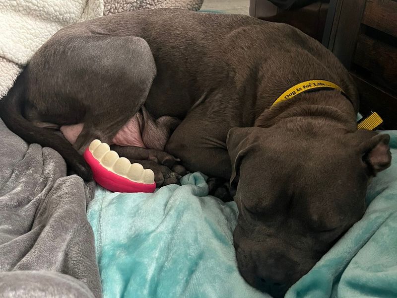 Staffordshire Bull Terrier for adoption in Sadberge, Co Durham – 2 years old - Image 3 of 4