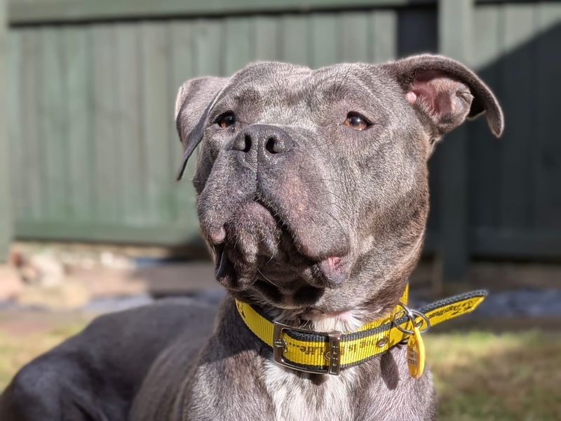 Staffordshire Bull Terrier for adoption in Sadberge, Co Durham – 2 years old - Image 2 of 4