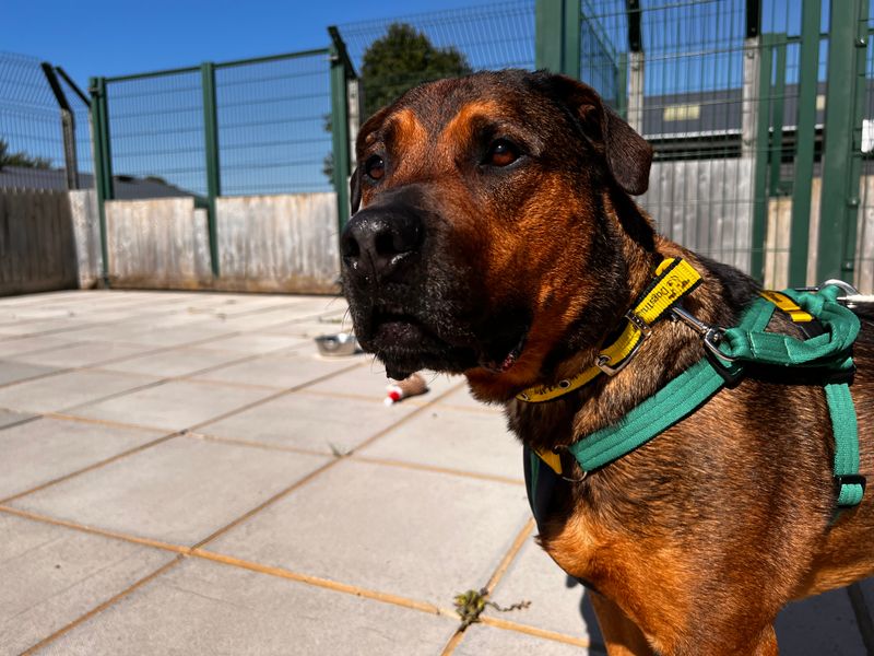 Staffordshire Bull Terrier for adoption in Newton Tony, Wiltshire – 8 years old