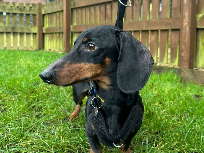 Dachshund for adoption in Newbury, Berks – 2 years old