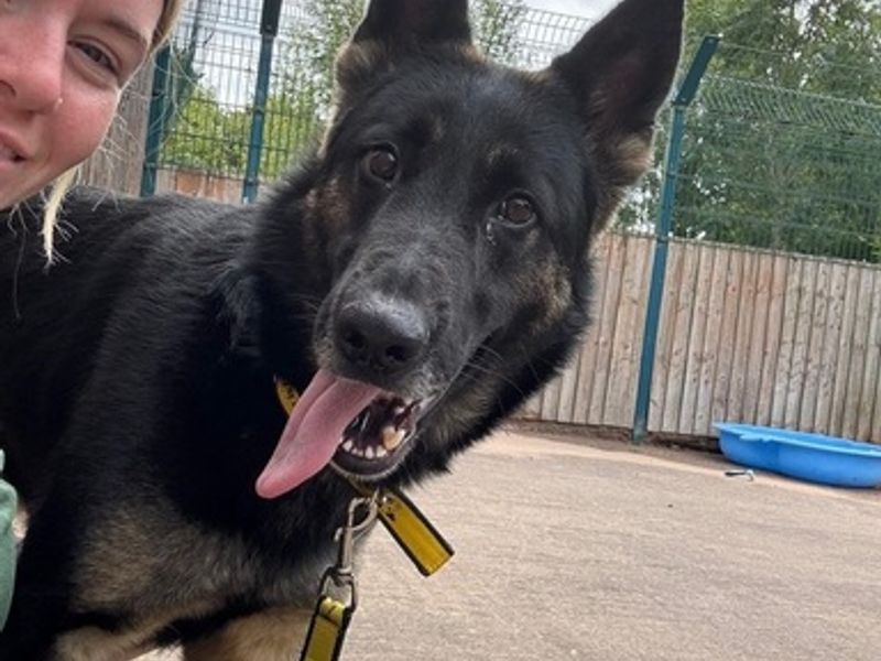 German Shepherd for adoption in Telford, Shropshire – 3 years old - Image 2 of 3