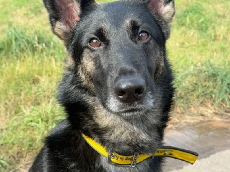 German Shepherd for adoption in Telford, Shropshire – 3 years old - Image 3 of 3