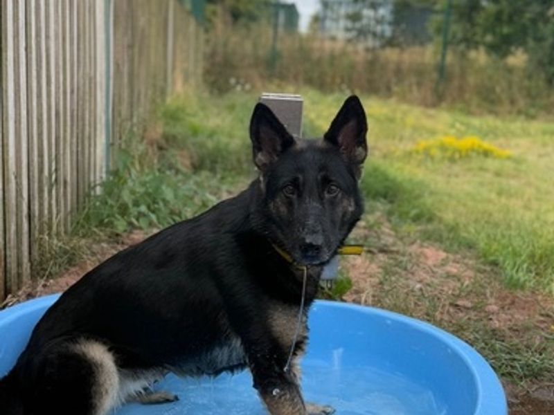 German Shepherd for adoption in Telford, Shropshire – 3 years old
