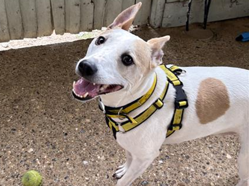 Jack Russell for adoption in Snetterton, Norfolk – 7 years old