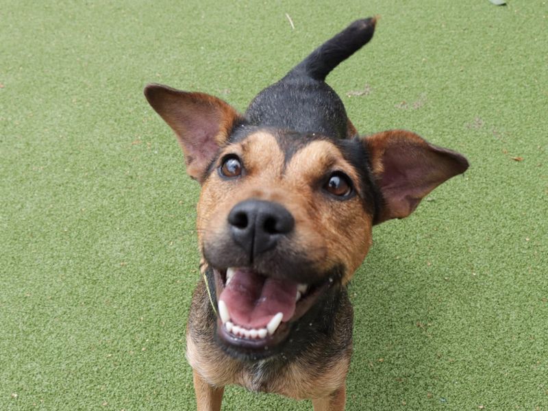 Mary | Terrier (Jack Russell) Cross | Evesham (Worcestershire) - 1