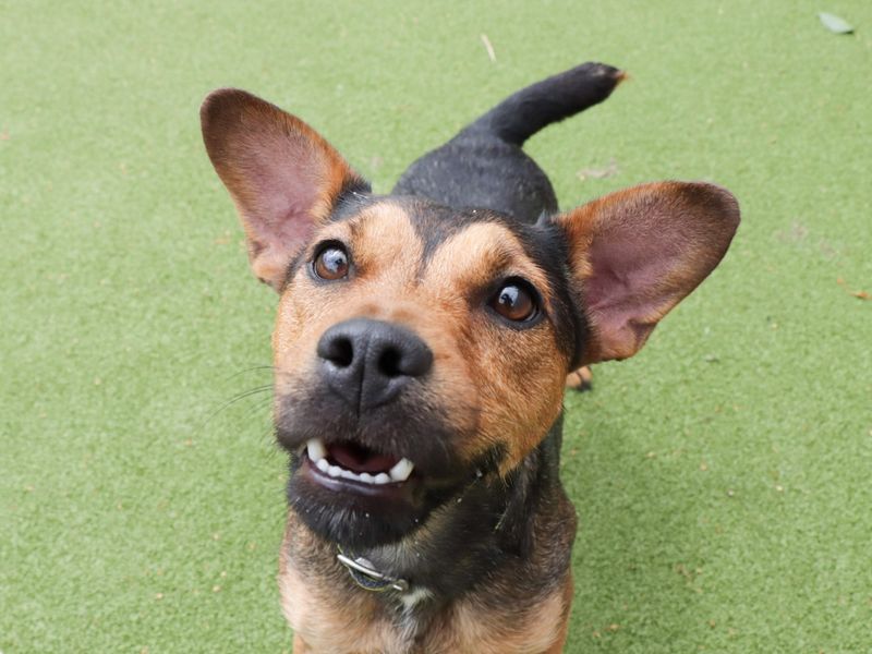 Jack Russell for adoption in Evesham, Worcestershire – 8 months old