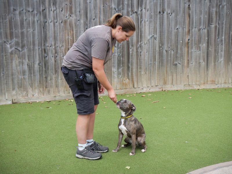 Staffordshire Bull Terrier for adoption in Evesham, Worcestershire – 2 years old - Image 5 of 5