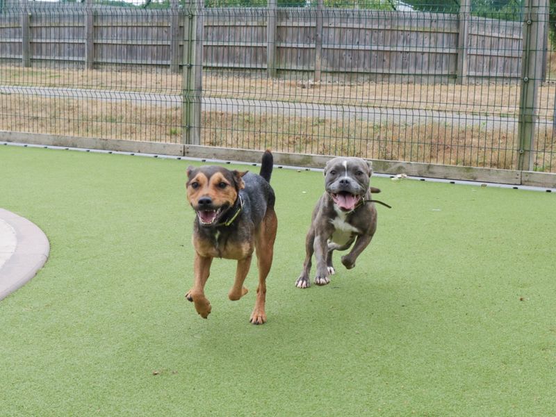Staffordshire Bull Terrier for adoption in Evesham, Worcestershire – 2 years old - Image 4 of 5