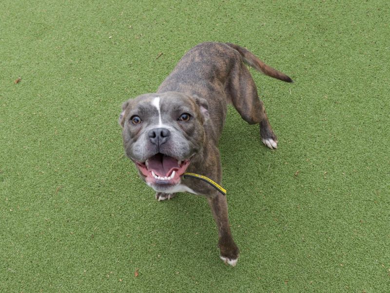 Staffordshire Bull Terrier for adoption in Evesham, Worcestershire – 2 years old