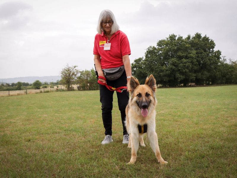 German Shepherd for adoption in Evesham, Worcestershire – 2 years old - Image 4 of 4