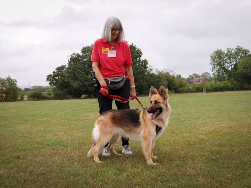 German Shepherd for adoption in Evesham, Worcestershire – 2 years old