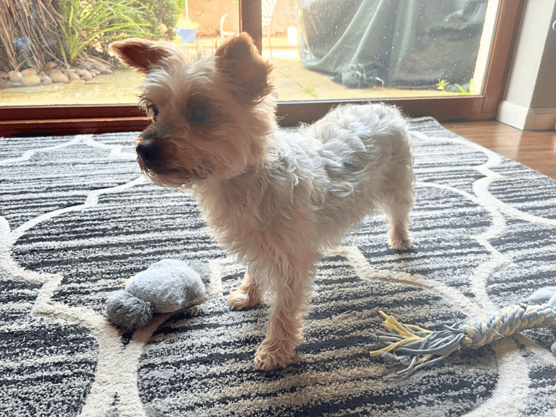 Yorkshire Terrier for adoption in , – 11 years old - Image 4 of 6