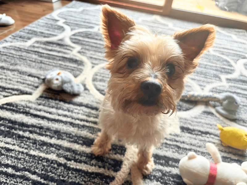 Yorkshire Terrier for adoption in , – 11 years old