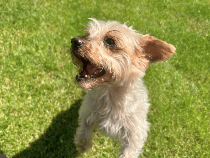 Yorkshire Terrier for adoption in , – 11 years old - Image 2 of 6