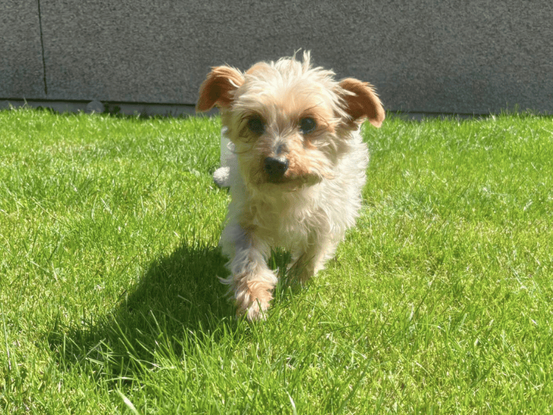 Yorkshire Terrier for adoption in , – 11 years old - Image 3 of 6