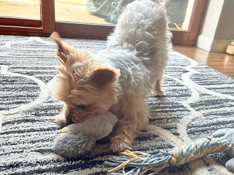 Yorkshire Terrier for adoption in , – 11 years old - Image 6 of 6