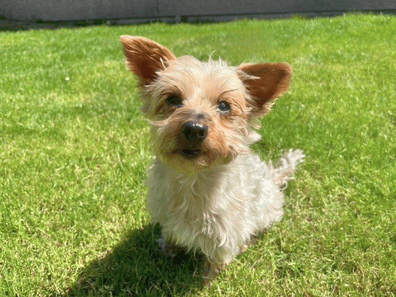 Yorkshire Terrier for adoption in , – 11 years old - Image 5 of 6