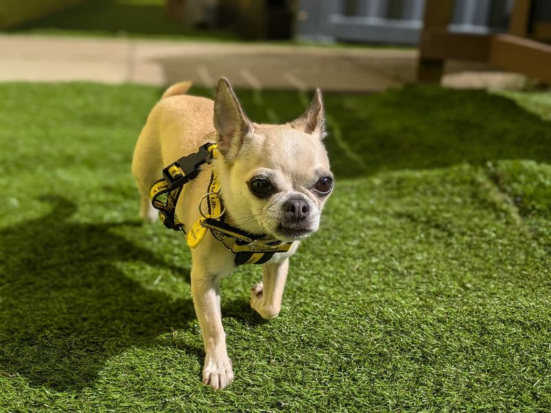 Chihuahua for adoption in West Calder, West Lothian – 7 years old - Image 3 of 5
