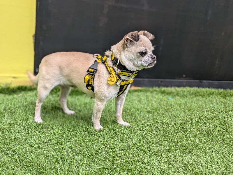 Chihuahua for adoption in West Calder, West Lothian – 7 years old - Image 5 of 5